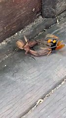 Huntsman Spider Duels with Wasp
