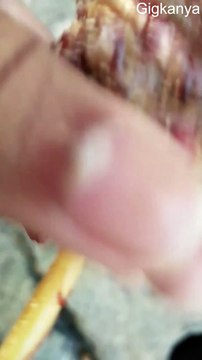 Dog Rescued from Drain Ditch