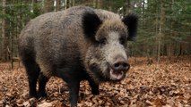 This Little Piggy: Feral Pig Gives Florida Man Rare Brain Infection