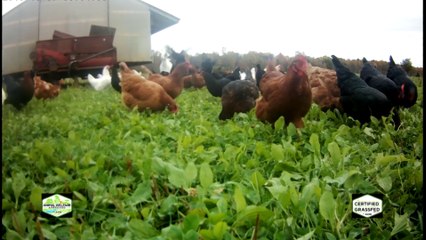 Chicken nutrients for human eye heath