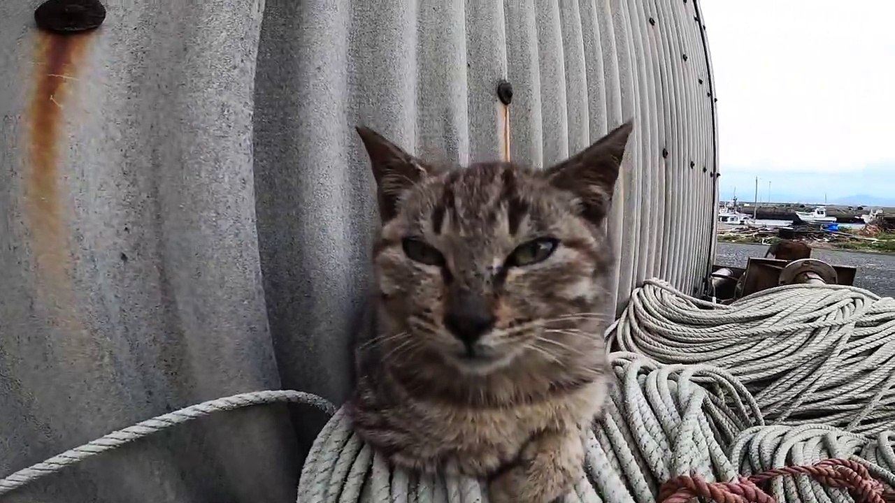 I took photos of stray cats living in Japan.5