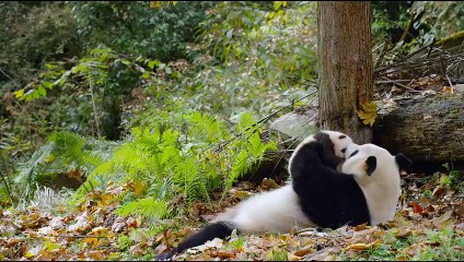 The Breathtaking Beauty of Nature _ HD