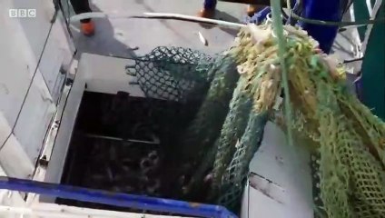 Fish Town - Se1 - Ep1