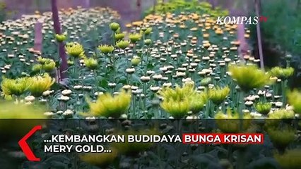 Peluang Bisnis Bunga Krisan di Jember