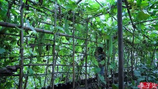 The life of okra and bamboo fence