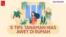 Videografis: 5 Tips Agar Tanaman Hias Awet di Rumah