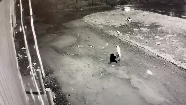 Homens comemoram assassinato de rapaz em situação de rua e limpam facas do crime