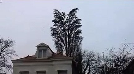Many Birds On Tree