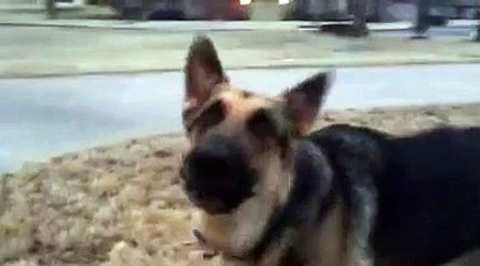Special Dog Barking