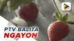 La Trinidad Strawberry Farm, manamnama a mailukay kadagiti umili ti Baguio-Benguet