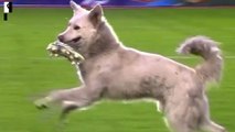 Quand un chien vole un crampon et interrompt un match en Bolivie