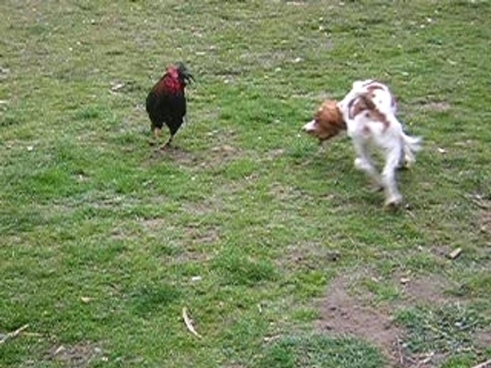 coq de compet