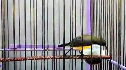 SUARA BURUNG SOGOK ONTONG SI KECIL GACOR
