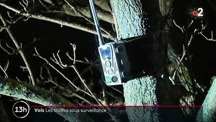 Fêtes de fin d'année : à la recherche d'indices sur les voleurs de truffes