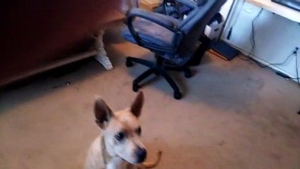 Tank the Carolina Dog doing tricks