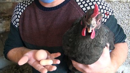 Tavuk Sahibine Yer Fıstığına Benzeyen Yeni Yıl Hediyesi Yumurta Verdi