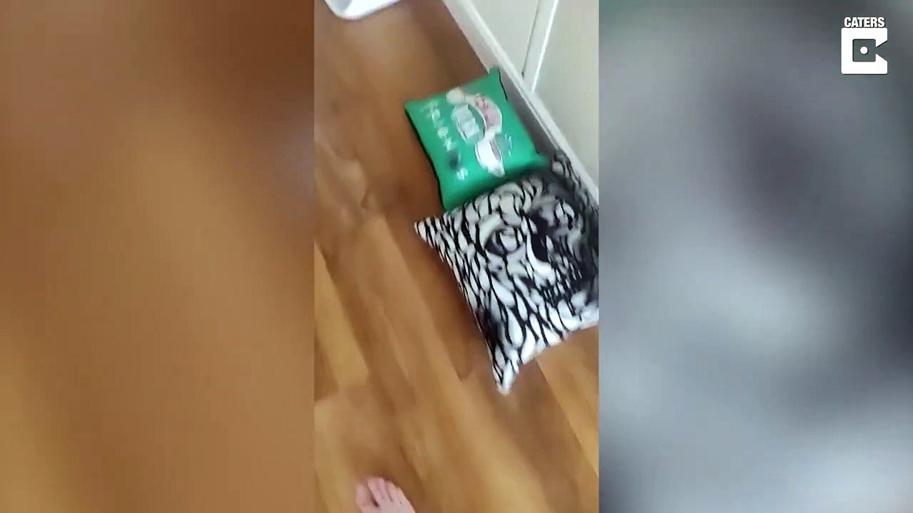 Son chat a joué les mécaniciens et a laissé des traces de pattes pleine d'huile partout