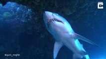 Il nage tout prêt d'un requin terrifiant