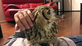 cute owl