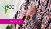 Murciélagos: Estudiar su evolución y rutas migratorias a través de sus ácaros