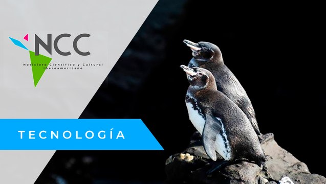 Dos especies de aves en Galápagos se conservan e incrementan su población