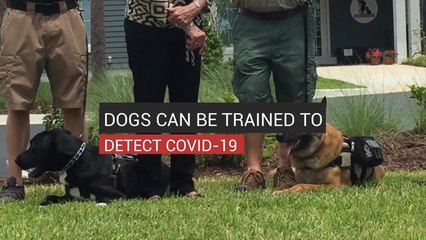 Dogs Can Be Trained To Detect Covid-19