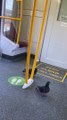 Pigeons Take Public Transportation