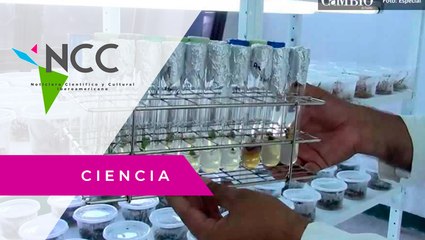 La micropropagación, una técnica para rescatar plantas endémicas