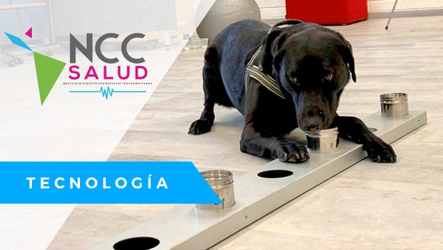 Finlandia usa perros entrenados para detectar COVID-19 en aeropuertos