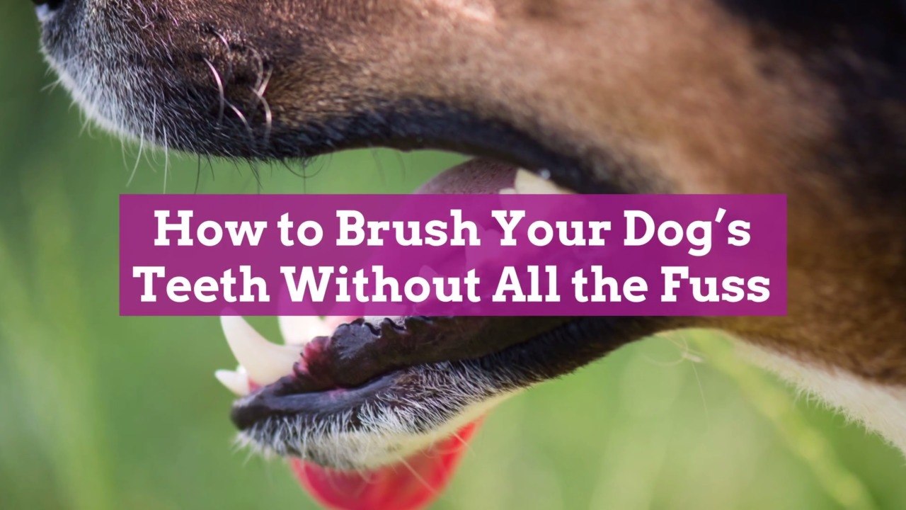 How to Brush Your Dog's Teeth Without All the Fuss