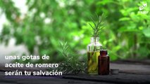 Aceite de romero: el secreto para un cabello largo y sin canas