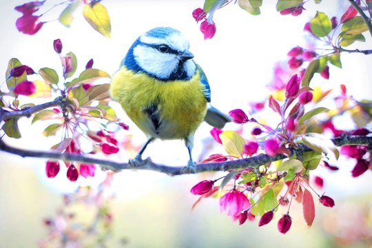 L'amour des oiseaux#hiphop #hiphopmusic #hiphopculture #hiphophead #HipHopartist #HipHopLife #hiphopdance #hiphopjunkie #hiphopbeats #hiphopheads #hiphopstyle #HipHopNation #hiphopart #hiphopdx #hiphopnews #hiphopblog #hiphopweekly #hiphopbeat #HipHopAwar