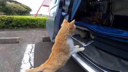 I took photos of stray cats living in Japan.12
