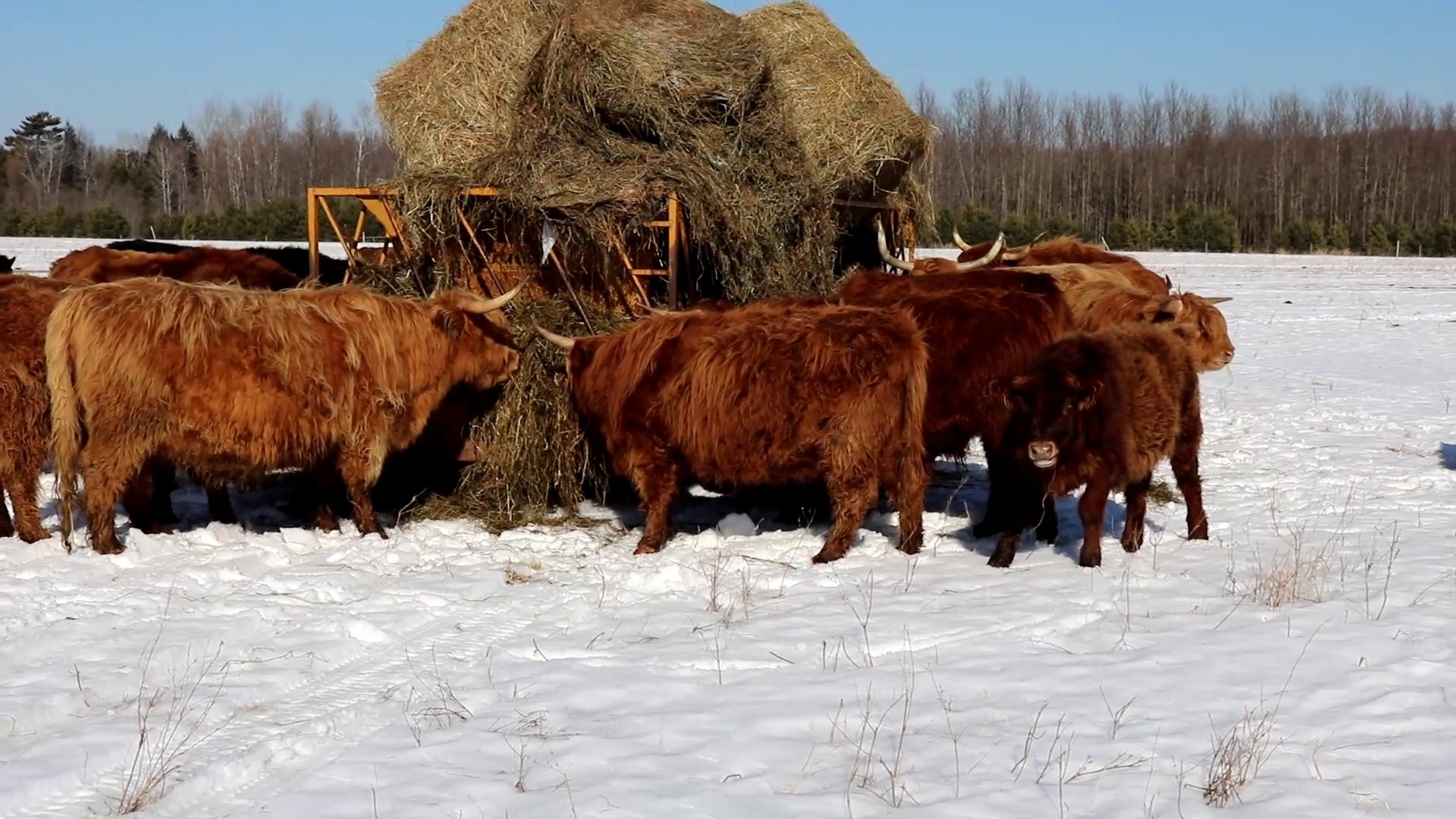 Winter Farming Challenges