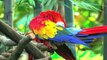 Animals in 8K ULTRA HD HDR - Collection of Colorful Animals II (60 FPS)