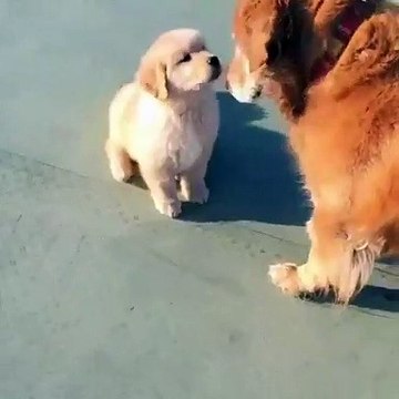 Dog want to play with puppy - Animals Viral Videos