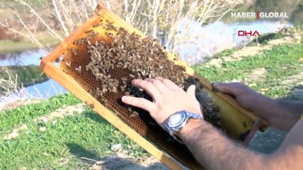 Bahar aylarında arı ölümlerinin artacağını söyleyen uzmandan 'stok' uyarısı