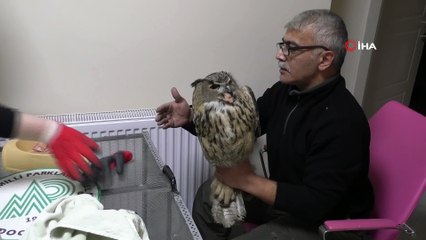 Soğuktan etkilenen Puhu kuşu tedavi altına alındı