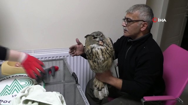 Soğuktan etkilenen Puhu kuşu tedavi altına alındı