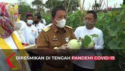 Intip Kebun Melon, di Agro Park Lampung