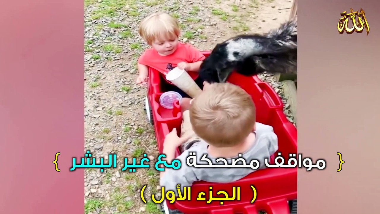 Positions de blagues d'animaux drôles