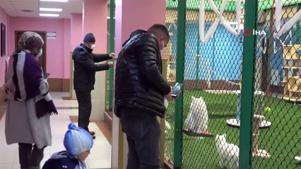 Van kedilerinde korona virüse rastlanmadı