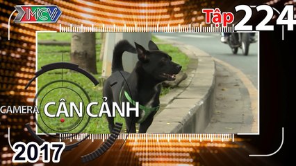 CAMERA CẬN CẢNH | Tập 224 FULL | Bắt chó thả rong – Bất ngờ – Ô tô hất người – Tai nạn 6 tháng đầu