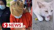 Woman who allegedly hurt cats remanded for four days