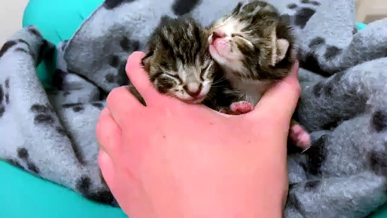 Kittens rescued at J&B Recycling