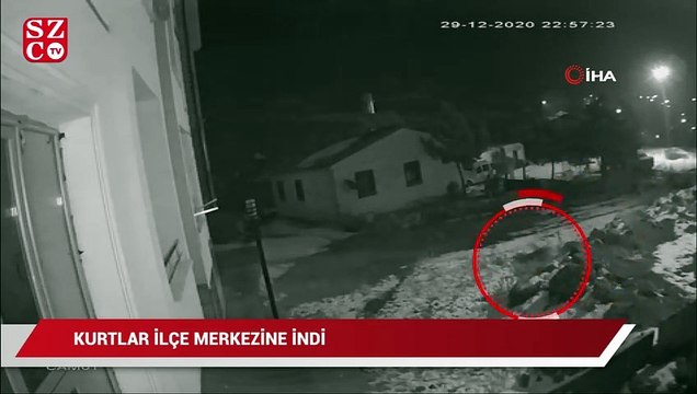 Kurtlar Çıldır’da ilçe merkezine indi