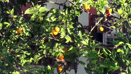 Güneşi Gören Yediverenler, Yasemen ve Hanımelleri Çiçek Açtı