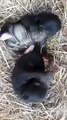 भालू के 2 नन्हें शावकों का नया वीडियो आया सामने, इस तरह खेल रहे एक-दूजे के साथ