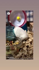 ハムスター
