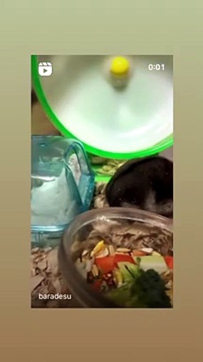 ハムスター